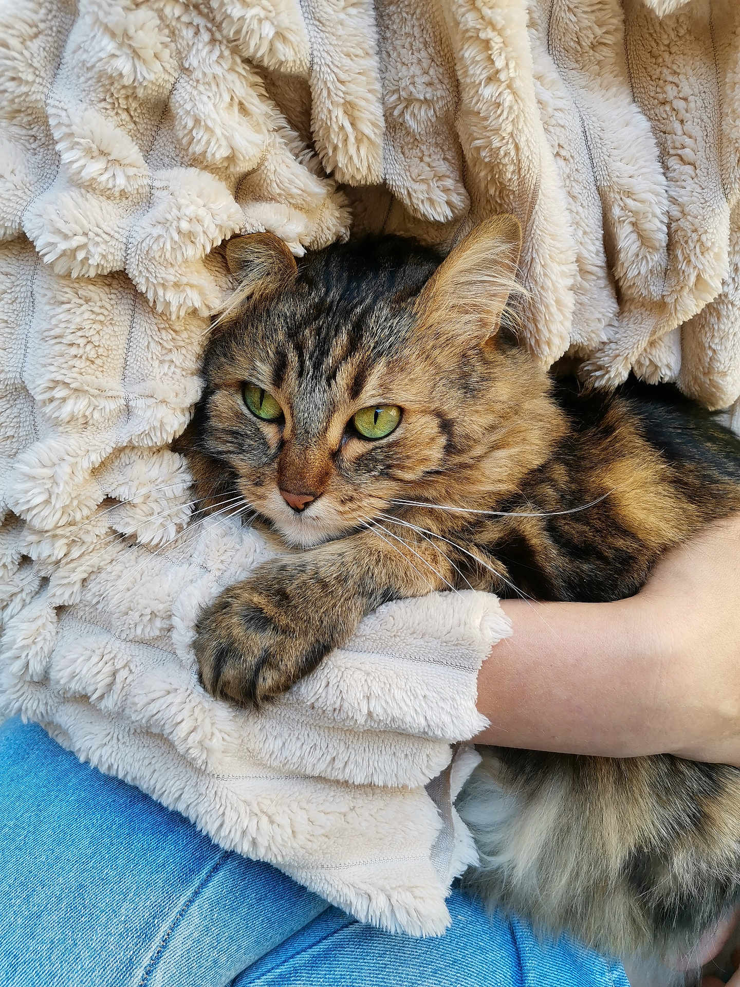 Pepete participe au concours pour gagner de l'argent avec cette photo : cat, tabby_cat, green_eyes, fur, whiskers, blanket, fleece, texture, hand, human_arm, blue_jeans, clothing, cozy, pet, domestic_animal, resting, indoor, closeup, comfort, warmth