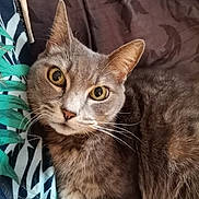 Didine participe au concours pour gagner de l'argent avec cette photo : animal, cat, close_up, cute, domestic_cat, face, feline, fur, gray_cat, indoor, looking_at_camera, mammal, patterned_fabric, pet, relaxed, resting, soft_light, tabby, whiskers, yellow_eyes