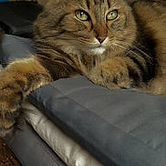 Pépette a rejoint le concours — aidez-le/la à gagner de superbes lots ! cat, tabby_cat, feline, pet, animal, green_eyes, fluffy_fur, cushion, indoor, resting, relaxed, close_up, portrait, whiskers, paw, furniture, cozy, brown, striped, calm