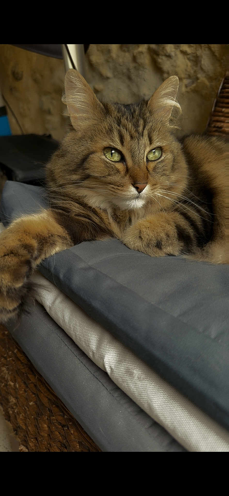 Pépette a rejoint le concours — aidez-le/la à gagner de superbes lots ! cat, tabby_cat, feline, pet, animal, green_eyes, fluffy_fur, cushion, indoor, resting, relaxed, close_up, portrait, whiskers, paw, furniture, cozy, brown, striped, calm