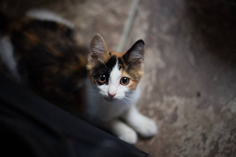 Buttercup joined the competition — help win amazing prizes! aegean_cat, american_wirehair, carnivore, cat, domestic_short_haired_cat, european_shorthair, eye, felidae, fur, kitten, mammal, norwegian_forest_cat, ojos_azules, polydactyl_cat, small_to_medium_sized_cats, snout, whiskers