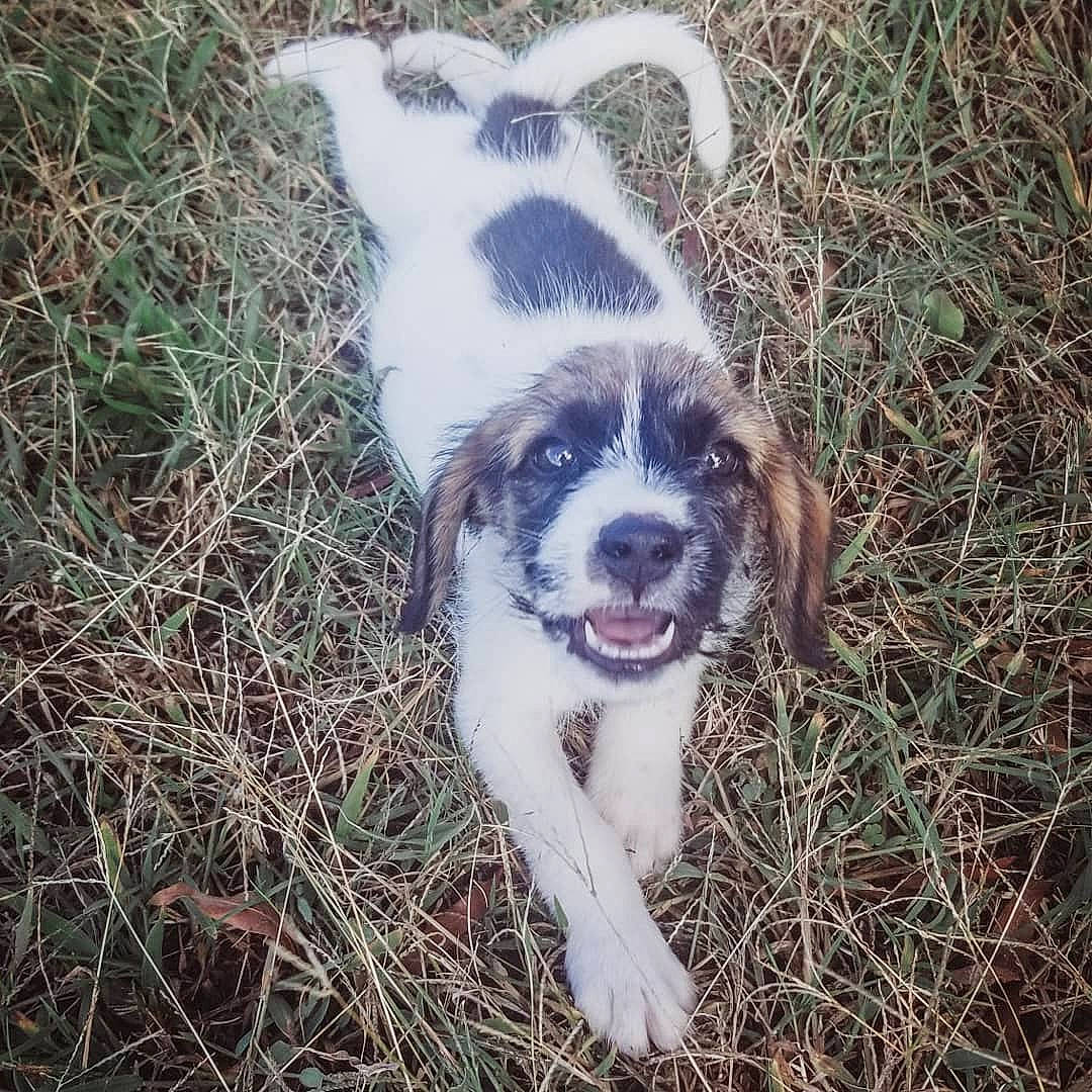 Geo joined the competition — help win amazing prizes! border_collie, canidae, carnivore, companion_dog, dog, dog_breed, grass, mammal, miniature_australian_shepherd, rafeiro_do_alentejo, sporting_group