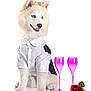 adorable, animal, celebration, companion, cute, dog, fluffy, formal_wear, isolated, pet, pink_wine_glasses, portrait, puppy, red_rose, rose, shirt, sitting, studio, tuxedo, white_dog