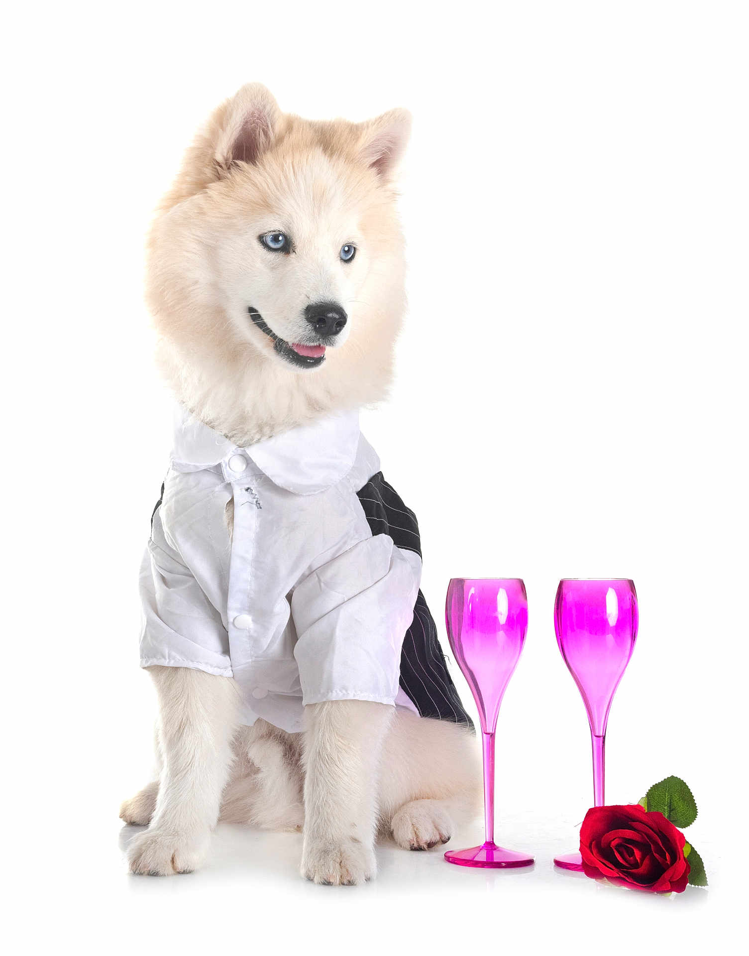Appy a rejoint le concours — aidez-le/la à gagner de superbes lots ! dog, white_dog, puppy, tuxedo, shirt, pink_wine_glasses, rose, red_rose, studio, pet, fluffy, sitting, celebration, formal_wear, isolated, cute, animal, companion, adorable, portrait