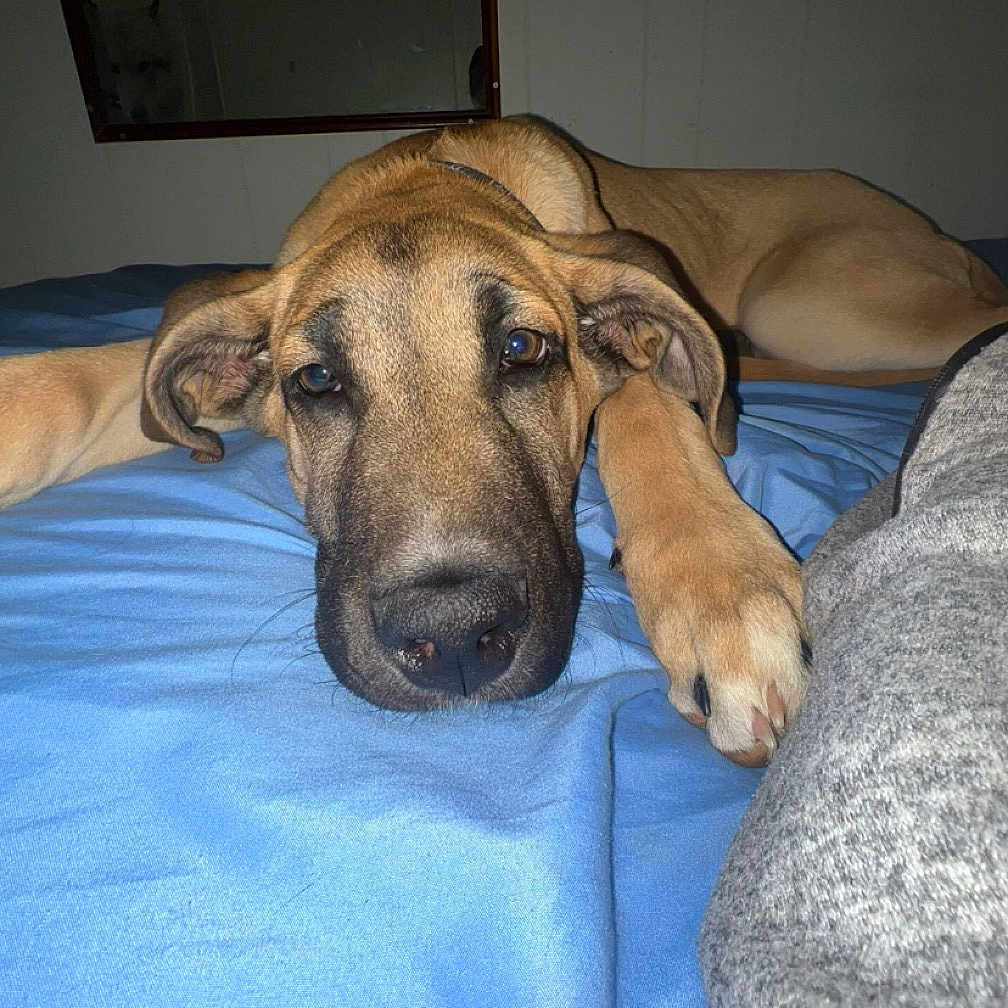 Ghost is registered to the contest to win money with this photo: animal, bed, bedroom, blanket, canine, dog, furniture, greatdane, hound, indoors, pet, puppy, room