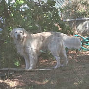 Tango a rejoint le concours — aidez-le/la à gagner de superbes lots ! dog, golden_dog, pet, animal, outdoor, backyard, garden, standing, looking_at_camera, fur, light_coat, floppy_ears, snout, eyes, tail, fence, chain_link_fence, garden_hose, trees, grass