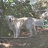 dog, golden_dog, pet, animal, outdoor, backyard, garden, standing, looking_at_camera, fur, light_coat, floppy_ears, snout, eyes, tail, fence, chain_link_fence, garden_hose, trees, grass