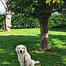 Tango a rejoint le concours — aidez-le/la à gagner de superbes lots ! dog, golden_retriever, pet, animal, sitting, outdoor, garden, grass, tree, leaves, greenery, lawn, sunlight, shadow, leash, fluffy, white_fur, portrait, nature, backyard