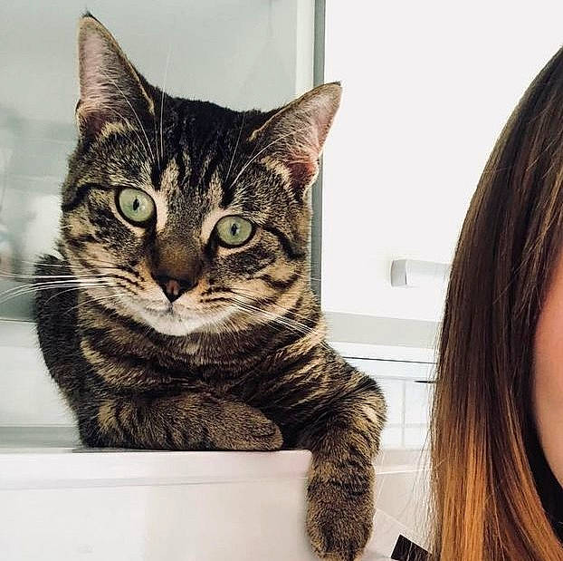 Pitchu a rejoint le concours — aidez-le/la à gagner de superbes lots ! box, carnivore, cat, domestic_short_haired_cat, felidae, fur, paw, rectangle, small_to_medium_sized_cats, snout, square, whiskers, window