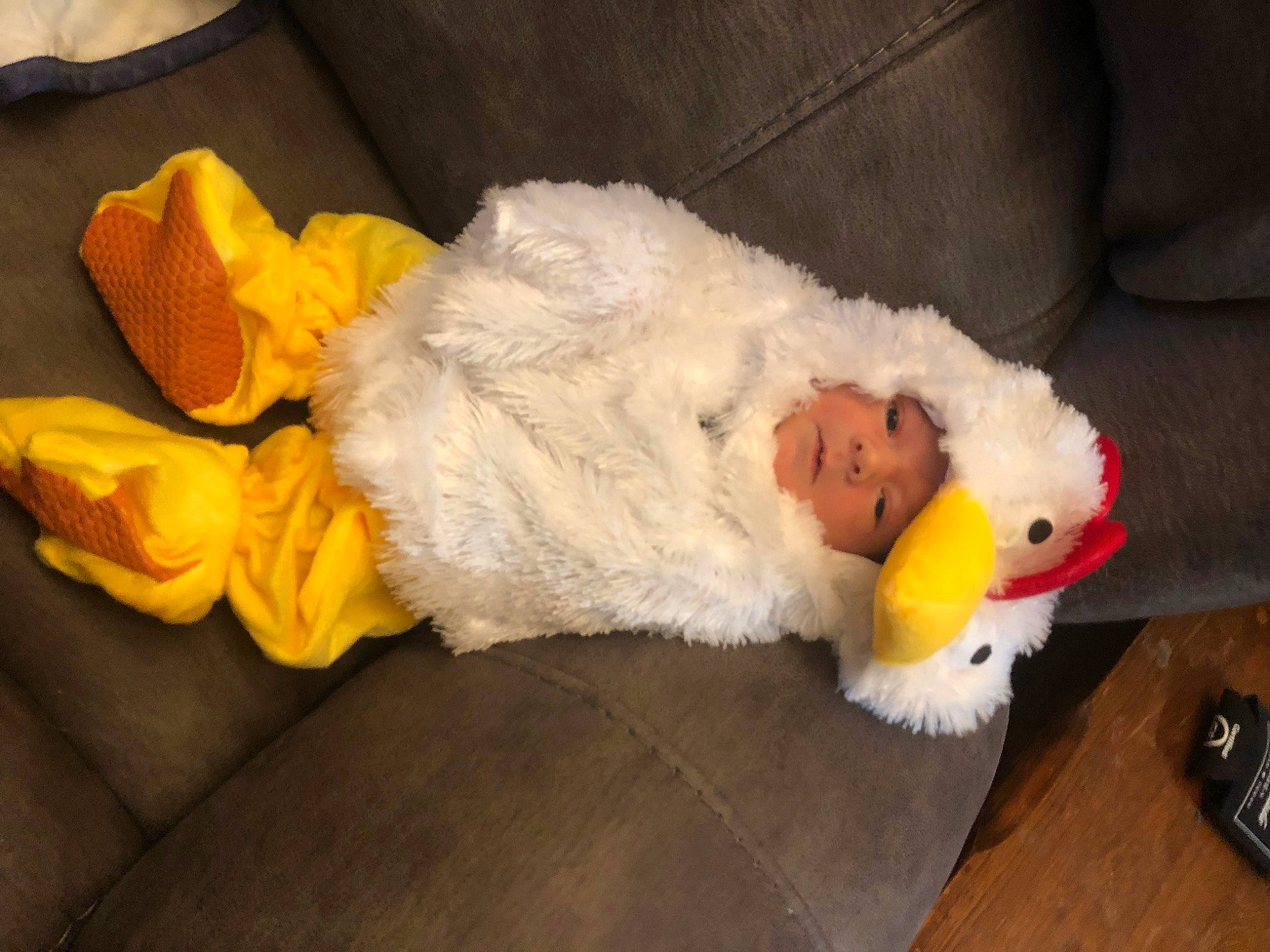 Tuff joined the competition — help win amazing prizes! _geese_and_swans, beak, bird, comfort, dress, duck, ducks, feather, fowl, fur, headwear, livestock, person, phasianidae, plush, poultry, seabird, stuffed_toy, tail, toy
