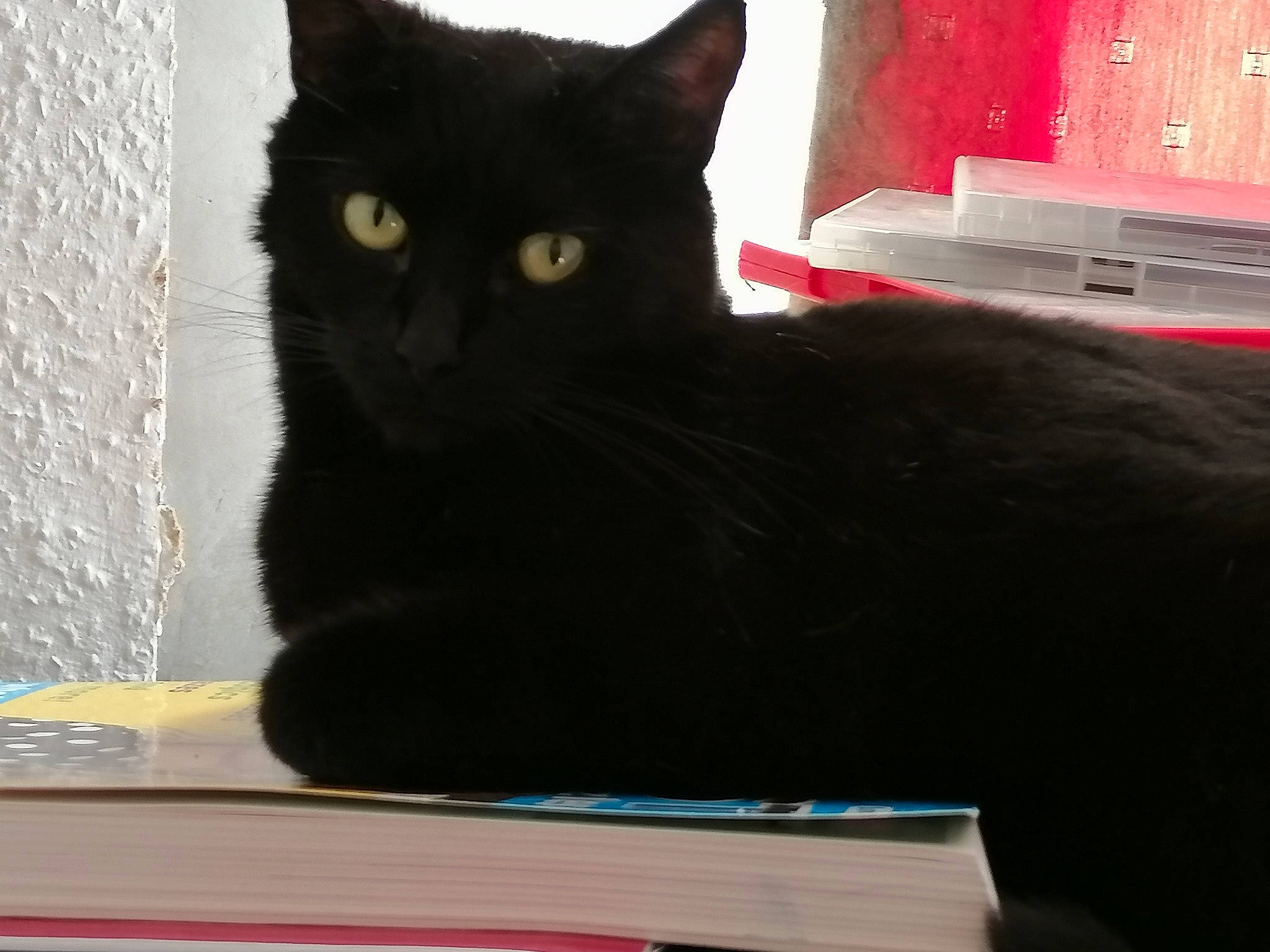 Jasmine joined the competition — help win amazing prizes! black_cat, bombay, box, carnivore, cat, cat_furniture, cat_supply, domestic_short_haired_cat, felidae, fur, pet_supply, publication, room, small_to_medium_sized_cats, snout, tail, whiskers, window