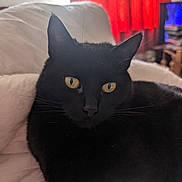 Jasmine is registered to the contest to win money with this photo: black_cat, cat, animal, pet, indoor, blanket, yellow_eyes, fur, whiskers, face, ears, relaxed, cozy, window, curtains, red_curtains, soft_light, home, feline, close_up