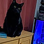 Jasmine is registered to the contest to win money with this photo: black_cat, cat, pet, animal, indoor, wooden_cabinet, curtain, yellow_eyes, feline, sitting, looking, television, blue_light, books, furniture, domestic, curious, mammal, home, cozy