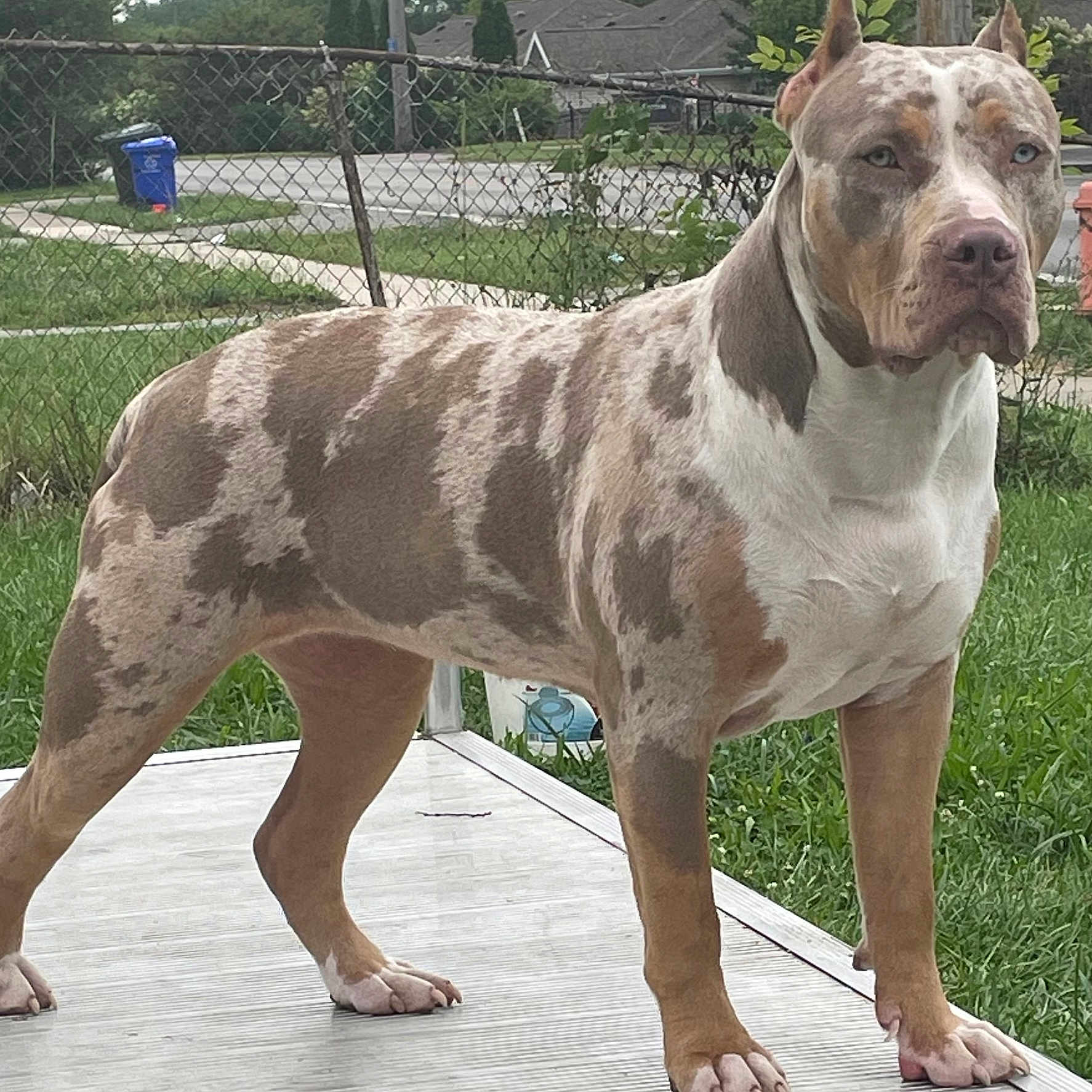 Nova