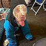 animal, black_hood, blanket, blue_jacket, brown_fur, chair, closeup, dog, floor, funny, furniture, happy, home, indoors, pet, playful, portrait, snowsuit, tongue_out, winter_clothing