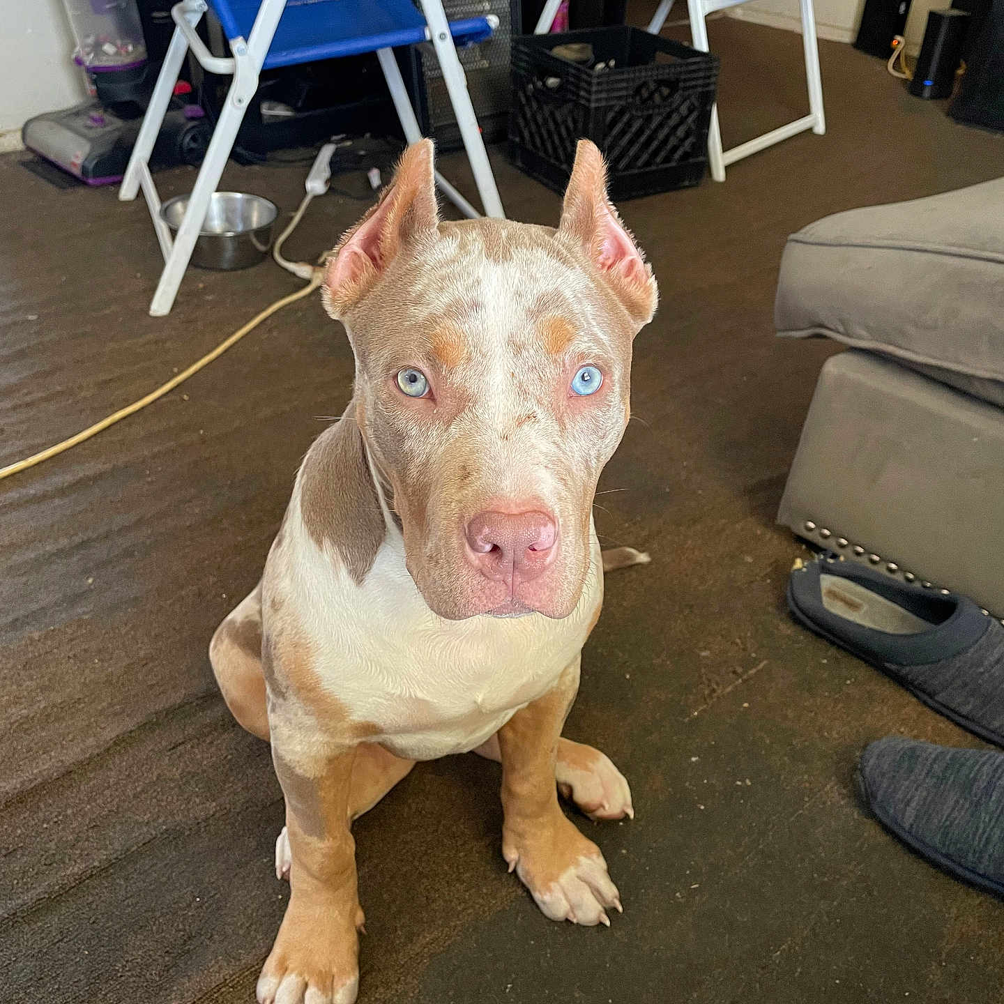 Nova