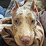 Nova is registered to the contest to win money with this photo: animal, attentive, blanket, blue_eyes, brown, close_up, cute, dog, ears, face, focus, fur, indoors, light, pet, portrait, relaxed, resting, snout, soft_texture