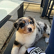 Nova a rejoint le concours — aidez-le/la à gagner de superbes lots ! puppy, dog, australian_shepherd, merle, tricolor, fluffy, pet, outdoor, patio, paving, coffee_table, glass_table, sandal, sock, human_foot, paw, nose, eyes, sitting, sunlight