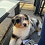 puppy, dog, australian_shepherd, merle, tricolor, fluffy, pet, outdoor, patio, paving, coffee_table, glass_table, sandal, sock, human_foot, paw, nose, eyes, sitting, sunlight