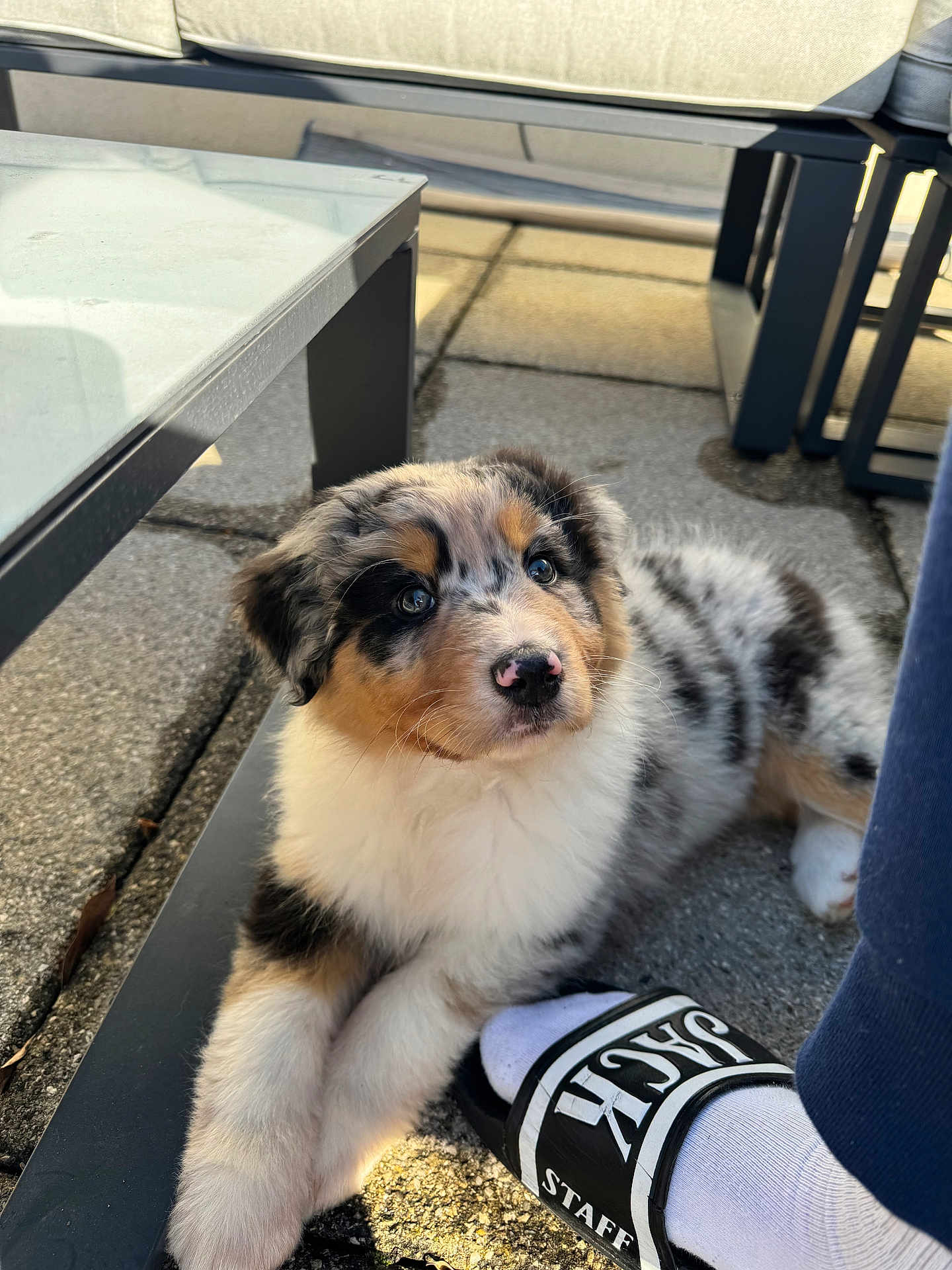 Nova a rejoint le concours — aidez-le/la à gagner de superbes lots ! puppy, dog, australian_shepherd, merle, tricolor, fluffy, pet, outdoor, patio, paving, coffee_table, glass_table, sandal, sock, human_foot, paw, nose, eyes, sitting, sunlight
