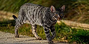 Igor a rejoint le concours — aidez-le/la à gagner de superbes lots ! cat, tabby_cat, animal, feline, walking, outdoor, nature, grass, path, sunlight, pet, mammal, striped, whiskers, ears, eyes, predator, focus, greenery, closeup