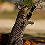 Igor a rejoint le concours — aidez-le/la à gagner de superbes lots ! cat, tabby_cat, outdoor, nature, wood, branch, leaves, animal, feline, grass, curious, paw, playing, daylight, mammal, pet, wildlife, tree, closeup, standing