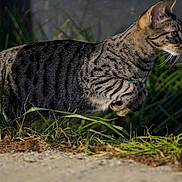 Igor participe au concours pour gagner de l'argent avec cette photo : cat, tabby, animal, outdoor, grass, nature, feline, predator, wildlife, whiskers, pounce, fur, striped, closeup, alert, mammal, sideview, greenery, sunlight, ground