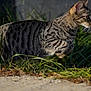 cat, tabby, animal, outdoor, grass, nature, feline, predator, wildlife, whiskers, pounce, fur, striped, closeup, alert, mammal, sideview, greenery, sunlight, ground