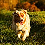 Twist participe au concours pour gagner de l'argent avec cette photo : dog, grass, outdoor, field, happy, sunlight, nature, animal, canine, running, golden_hour, fur, autumn, blurred_background, pet, muzzle, ears, tongue, collar, walk