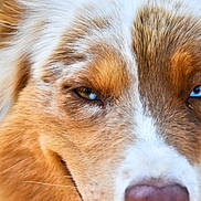 Twist participe au concours pour gagner de l'argent avec cette photo : dog, close_up, face, heterochromia, blue_eye, brown_eye, fur, fluffy, animal, pet, portrait, canine, whiskers, snout, nose, ears, muzzle, expression, outdoor, nature