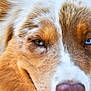 dog, close_up, face, heterochromia, blue_eye, brown_eye, fur, fluffy, animal, pet, portrait, canine, whiskers, snout, nose, ears, muzzle, expression, outdoor, nature