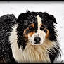 dog, australian_shepherd, snow, outdoor, animal, fur, pet, winter, black, white, brown, portrait, canine, nature, snowfall, fluffy, closeup, vignette, cold, wildlife