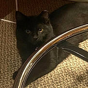 Salem joined the competition — help win amazing prizes! black_cat, cat, pet, animal, feline, indoor, carpet, chair, metal, shiny, shadow, eyes, hidden, floor, home, domestic_animal, resting, quiet, curious, cozy