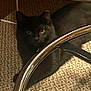black_cat, cat, pet, animal, feline, indoor, carpet, chair, metal, shiny, shadow, eyes, hidden, floor, home, domestic_animal, resting, quiet, curious, cozy