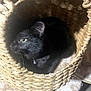 cat, black_cat, basket, woven_basket, pet, animal, indoor, feline, curious, whiskers, collar, cozy, cute, domestic_cat, fur, resting, yellow_eyes, closeup, home, texture