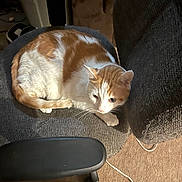 Tori joined the competition — help win amazing prizes! cat, orange_cat, white_cat, chair, indoor, home, pet, feline, resting, fur, animal, domestic_animal, carpet, cozy, relaxed, seat, texture, whiskers, ear, paw