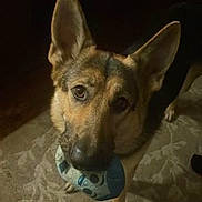 Luna joined the competition — help win amazing prizes! dog, german_shepherd, pet, toy, carpet, indoor, animal, looking_up, ears, brown, black, fur, canine, playful, domestic, muzzle, paw, closeup, face, cute