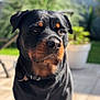 Niska participe au concours pour gagner de l'argent avec cette photo : alert, animal, background_blur, black_and_tan, canine, close_up, collar, companion, dog, domestic_animal, fur, garden, mammal, nature, outdoor, pet, portrait, rottweiler, sunlight, watchful