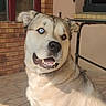 blue_eye, brick_wall, brown_eye, canine, closeup, dog, ears, fur, happy, heterochromia, muzzle, outdoor, pet, porch, shadow, smiling, sunlight, table_leg, teeth, tongue