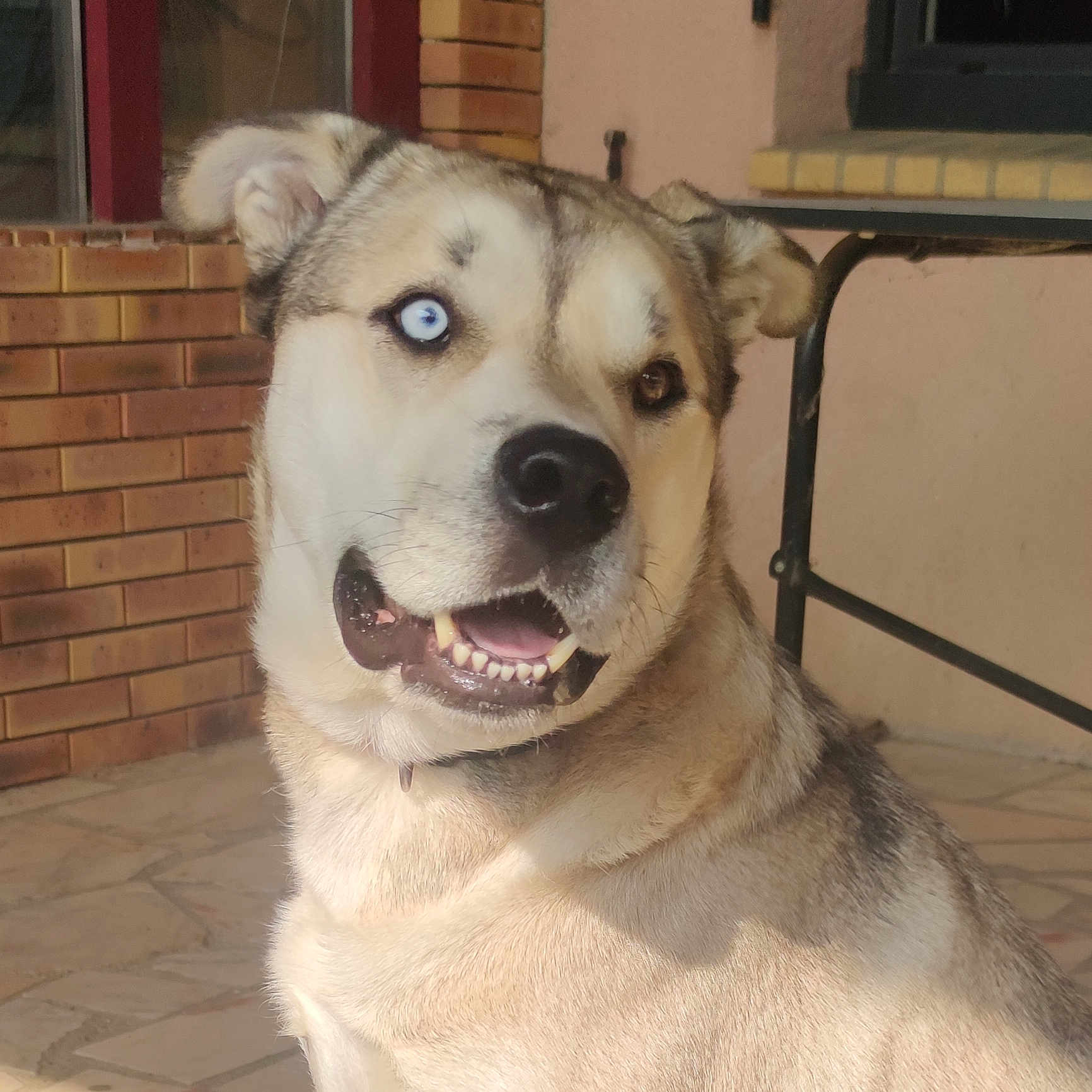 Togo a rejoint le concours — aidez-le/la à gagner de superbes lots ! blue_eye, brick_wall, brown_eye, canine, closeup, dog, ears, fur, happy, heterochromia, muzzle, outdoor, pet, porch, shadow, smiling, sunlight, table_leg, teeth, tongue