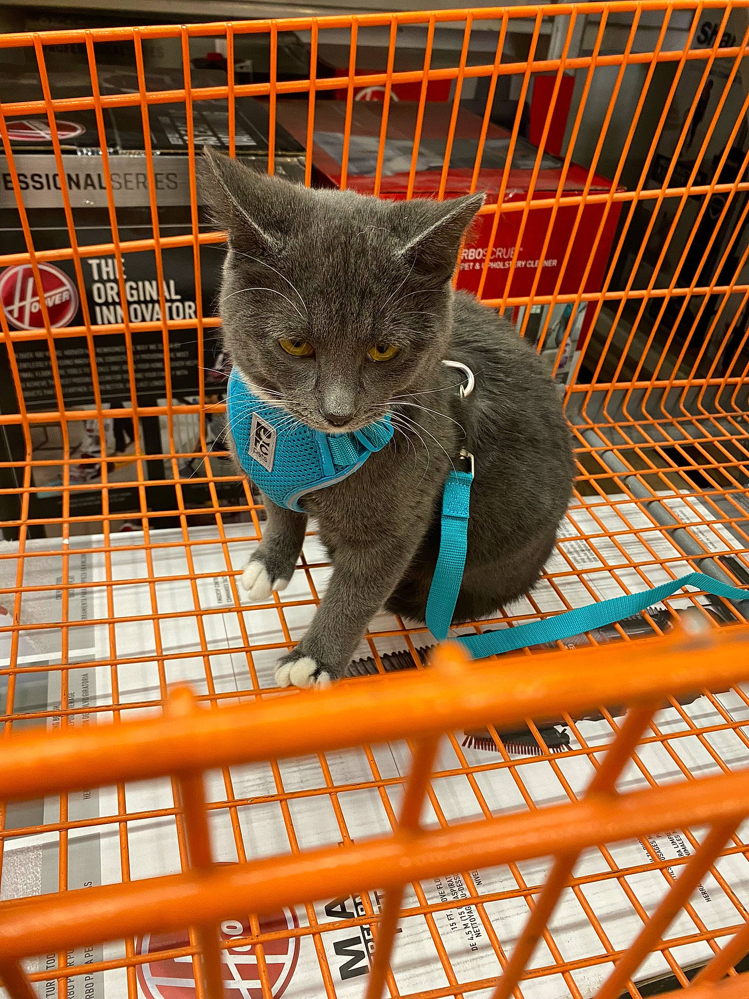 Rocky is registered to the contest to win money with this photo: animal_shelter, cage, carnivore, cat, comfort, domestic_short_haired_cat, electric_blue, felidae, fur, mammal, mesh, metal, pet_supply, russian_blue, small_to_medium_sized_cats, snout, tail, terrestrial_animal, vertebrate, whiskers