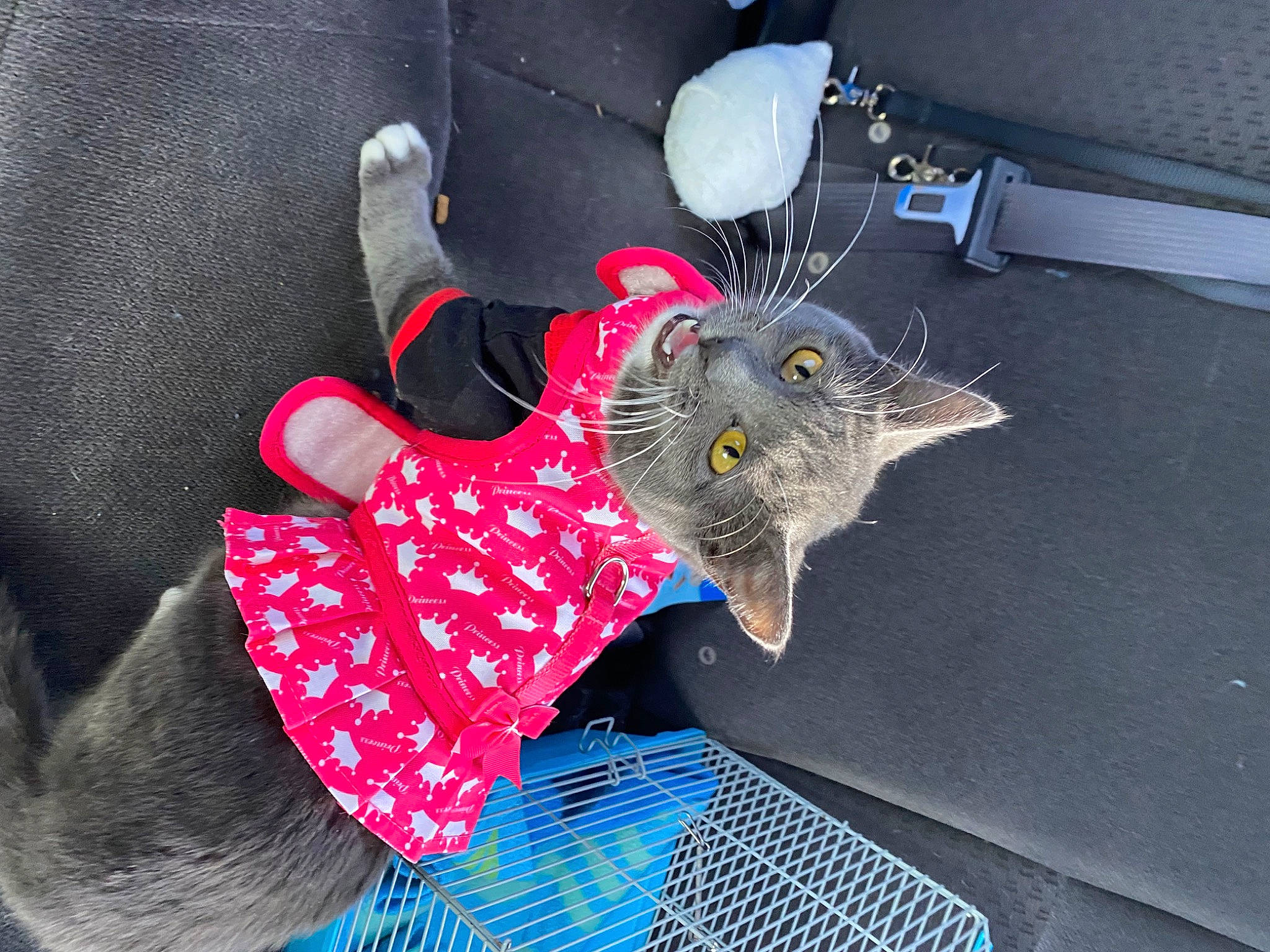 Rocky joined the competition — help win amazing prizes! baby_toddler_clothing, black_cat, carmine, carnivore, cat, craft, creative_arts, fashion_accessory, felidae, fur, grey, linens, magenta, pattern, plant, small_to_medium_sized_cats, stuffed_toy, toy, whiskers, white