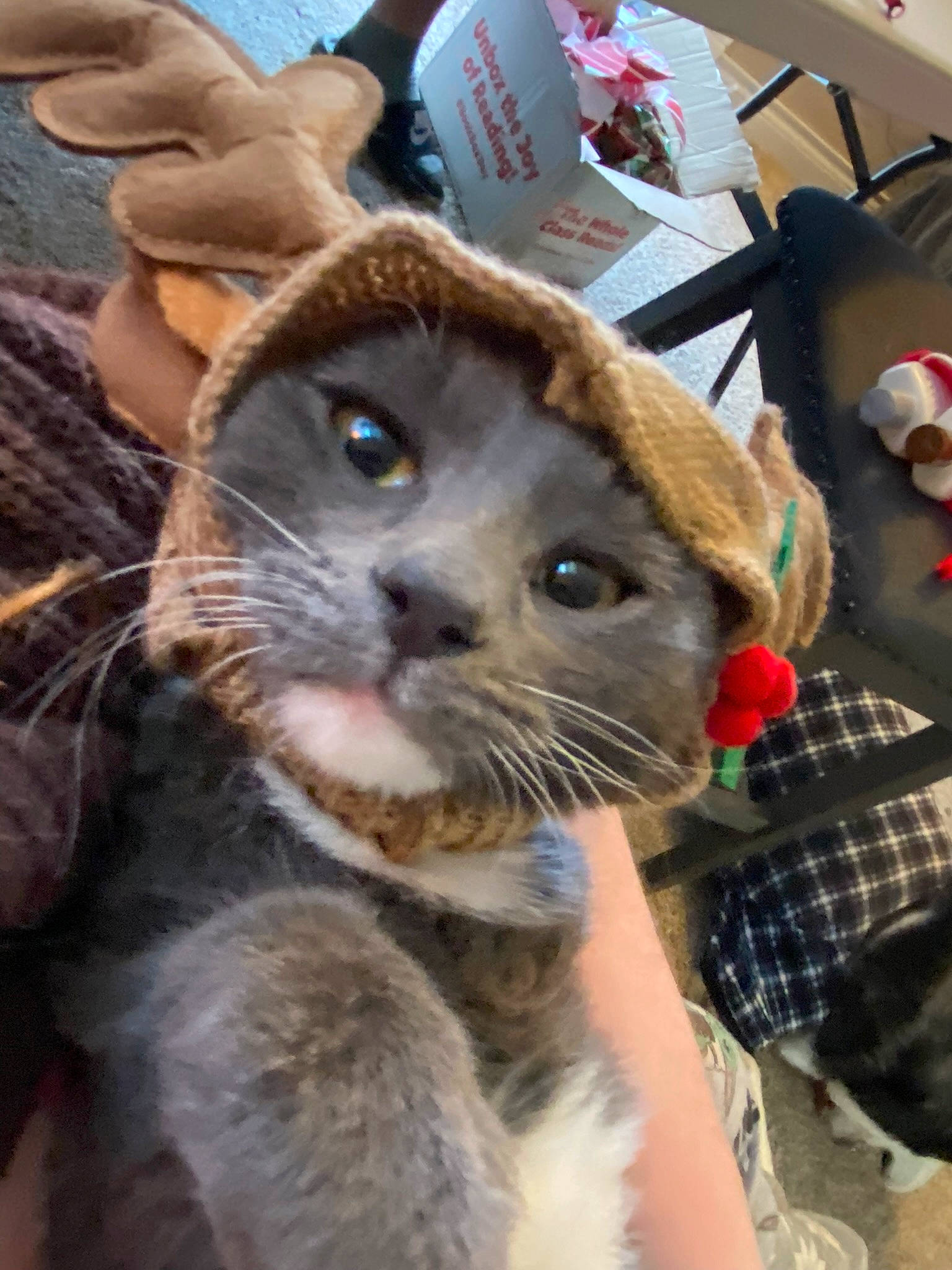 Rocky joined the competition — help win amazing prizes! box, carnivore, cat, claw, domestic_short_haired_cat, ear, fawn, felidae, fur, paw, plaid, small_to_medium_sized_cats, snout, tartan, terrestrial_animal, thai, tonkinese, whiskers