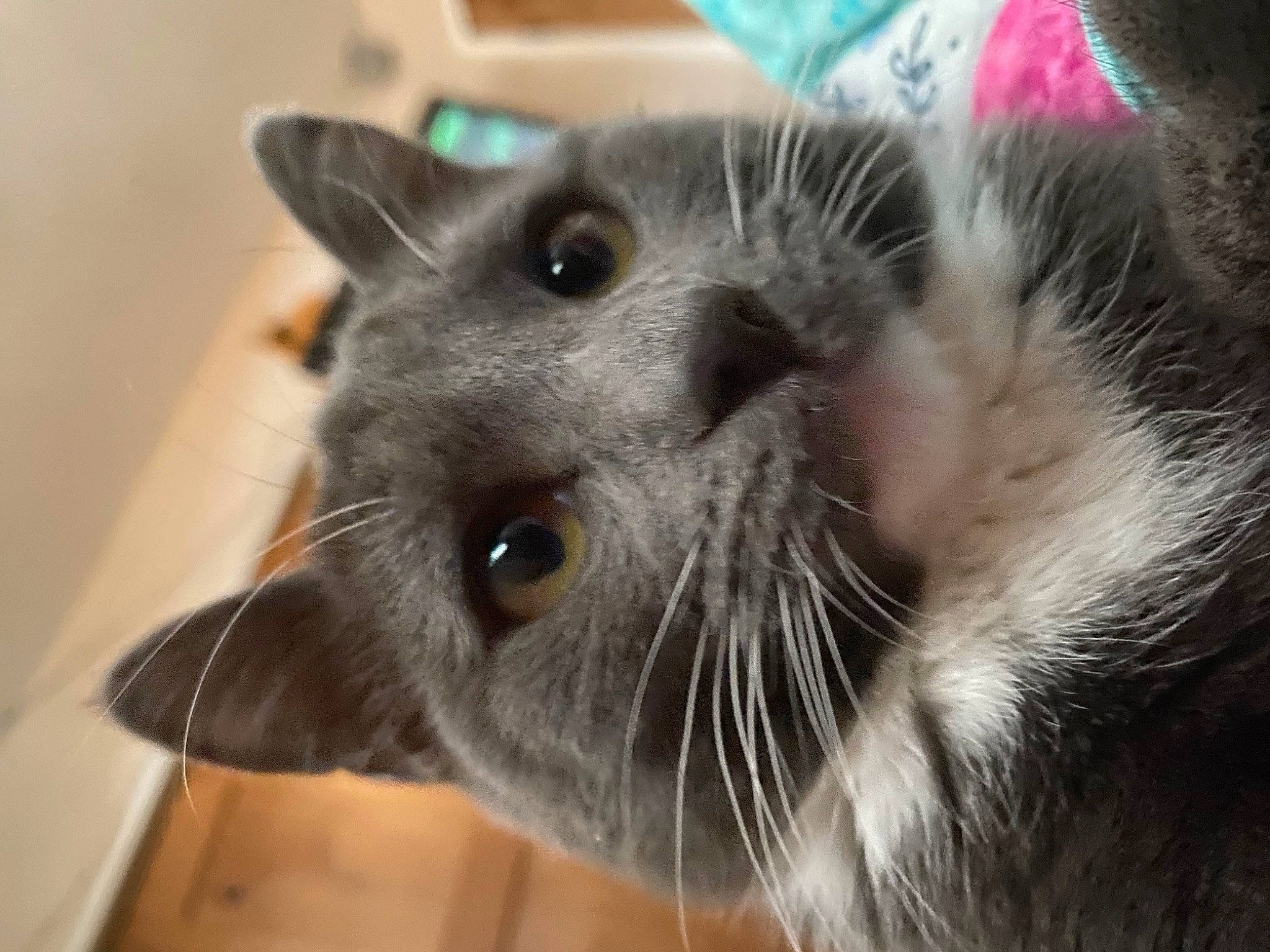 Rocky is registered to the contest to win money with this photo: carnivore, cat, domestic_short_haired_cat, ear, felidae, fur, paw, russian_blue, small_to_medium_sized_cats, snout, terrestrial_animal, thai, whiskers