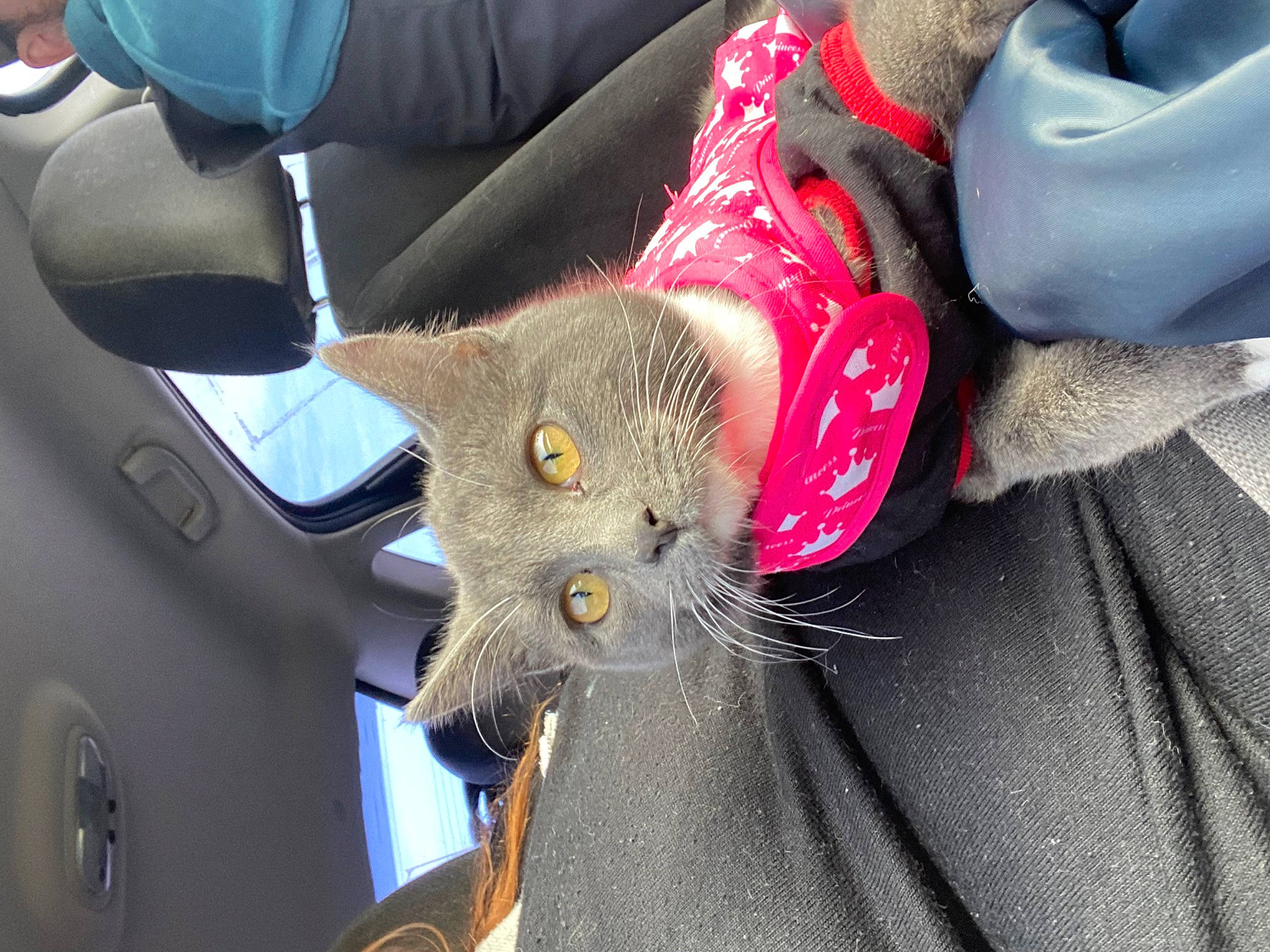 Rocky is registered to the contest to win money with this photo: auto_part, car, car_seat, carmine, carnivore, cat, comfort, domestic_short_haired_cat, fashion_accessory, felidae, fur, human_leg, motor_vehicle, plant, steering_wheel, stuffed_toy, vehicle, vehicle_door, whiskers, windshield