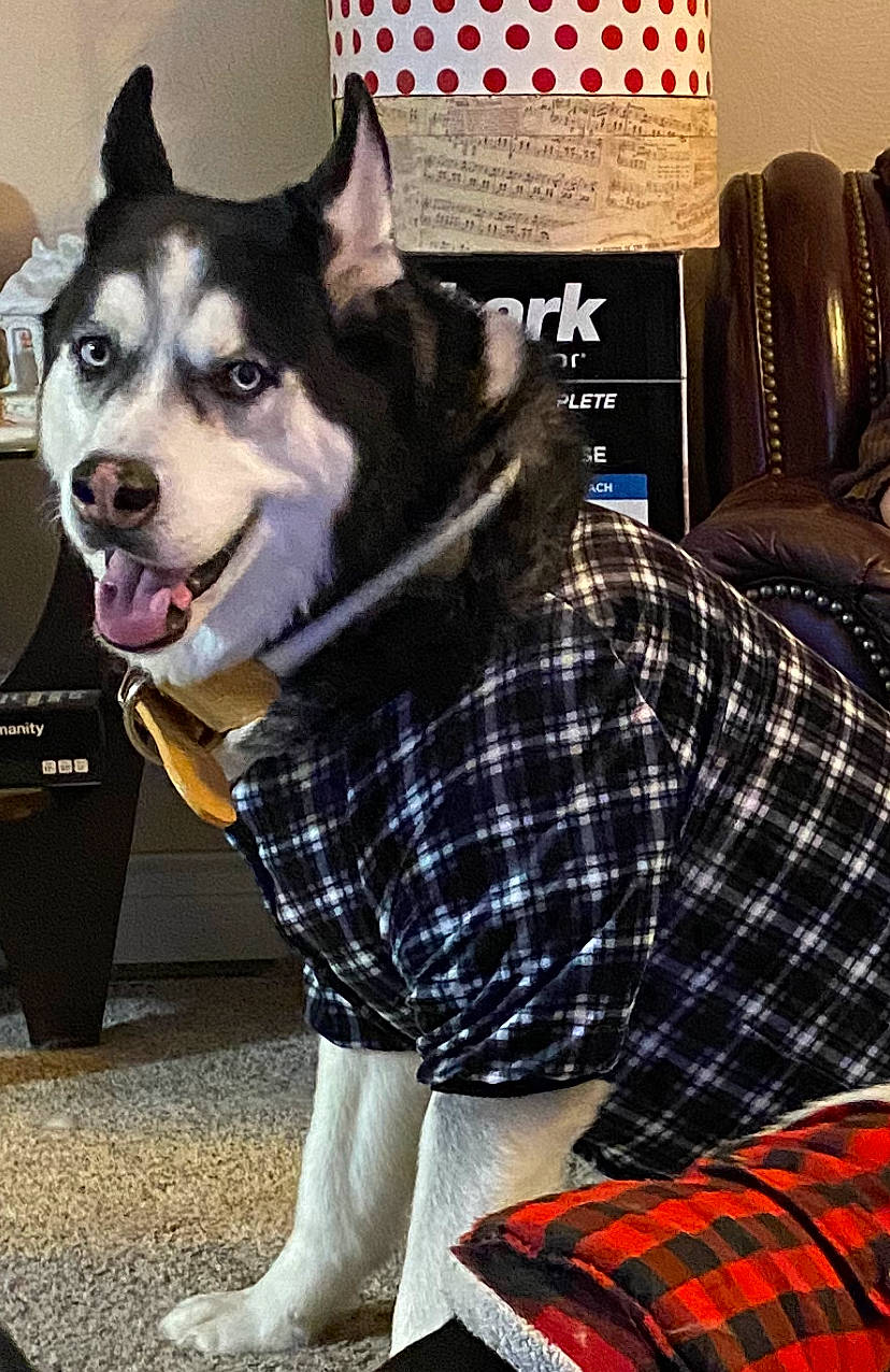 Blu is registered to the contest to win money with this photo: canidae, carnivore, collar, companion_dog, dog, dog_breed, dog_clothes, dog_supply, fashion_accessory, fur, leash, pattern, pet_supply, plaid, sled_dog, snout, sporting_group, tartan, whiskers, working_animal