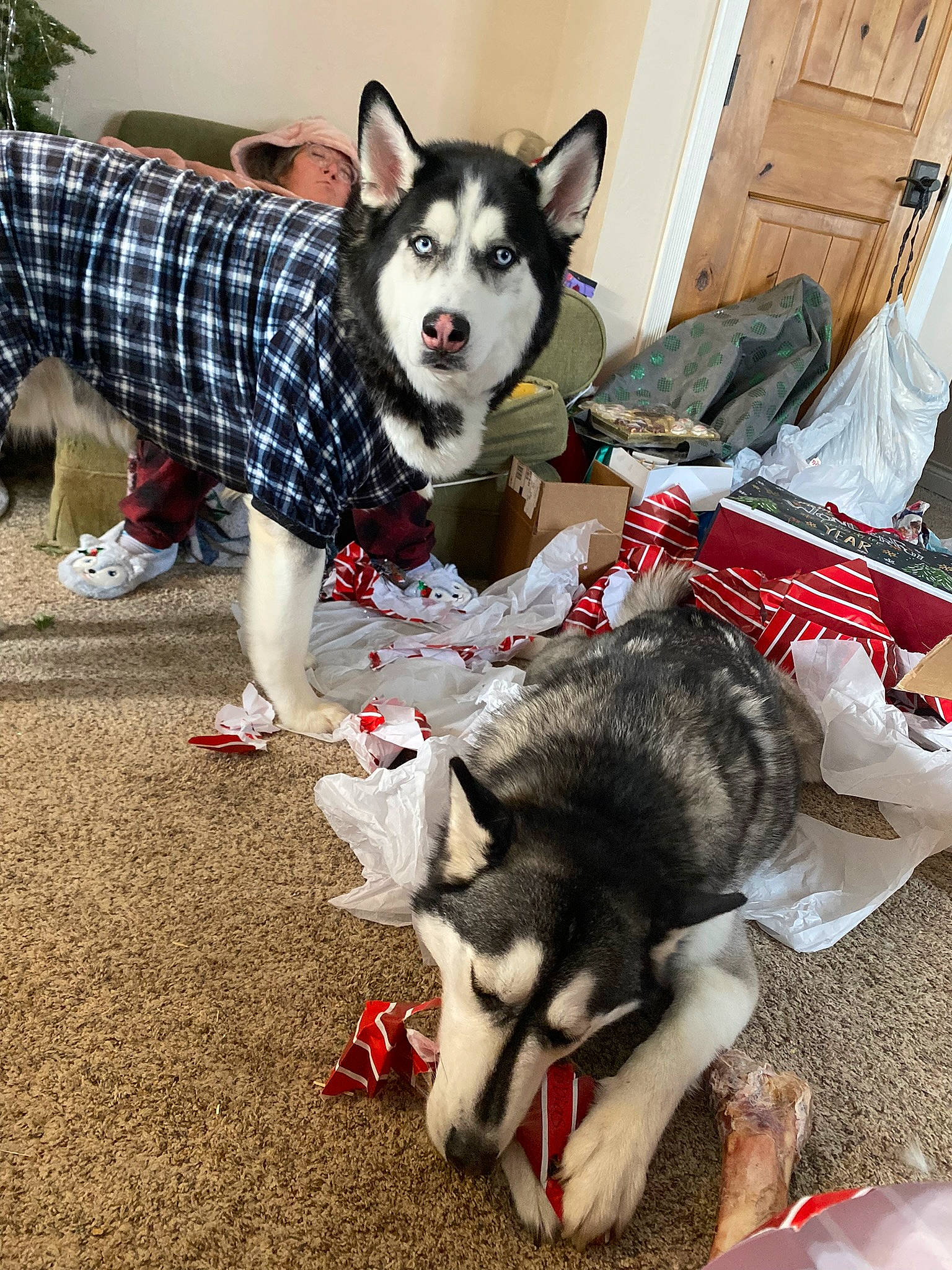 Blu joined the competition — help win amazing prizes! canidae, canis, carnivore, companion_dog, dog, dog_breed, dog_supply, fur, leash, mammal, plant, recreation, siberian_husky, sled_dog, snout, sporting_group, tail, white, working_animal, working_dog