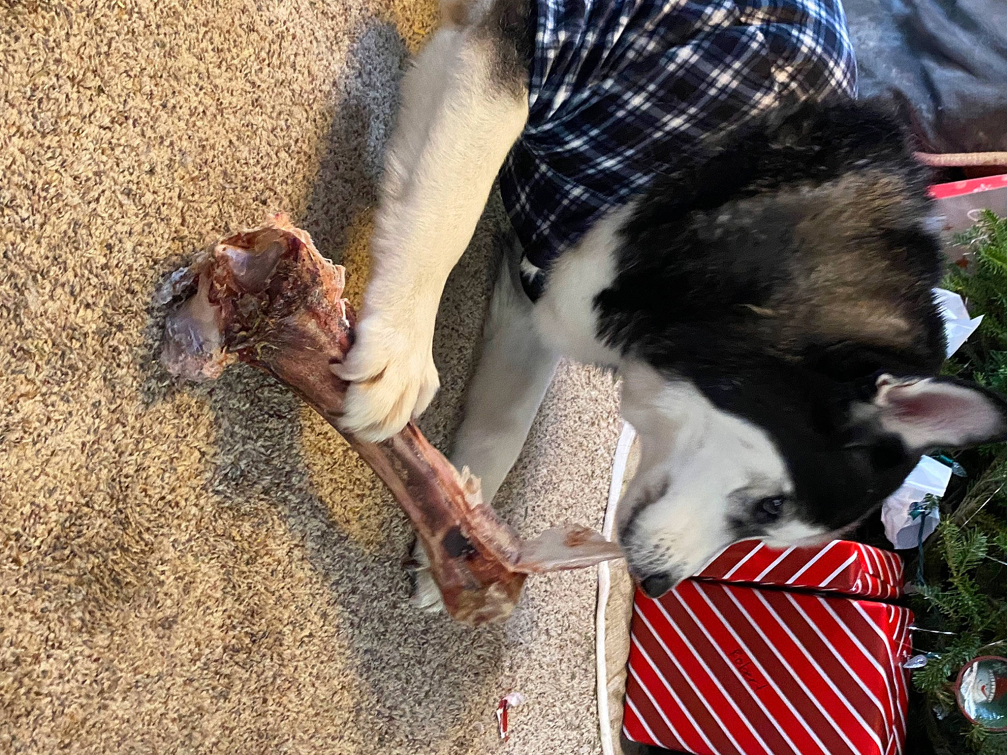 Blu joined the competition — help win amazing prizes! canidae, carnivore, collar, companion_dog, dog_breed, felidae, flag, flag_of_the_united_states, foot, fur, herding_dog, human_leg, livestock, pack_animal, soil, sporting_group, tail, terrestrial_animal, working_animal, working_dog