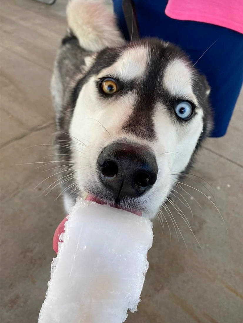 Tobi joined the competition — help win amazing prizes! ancient_dog_breeds, canidae, canis, carnivore, collar, companion_dog, dog, dog_breed, fur, non_sporting_group, paw, siberian_husky, sled_dog, snout, sporting_group, terrestrial_animal, tire, whiskers, working_animal, working_dog