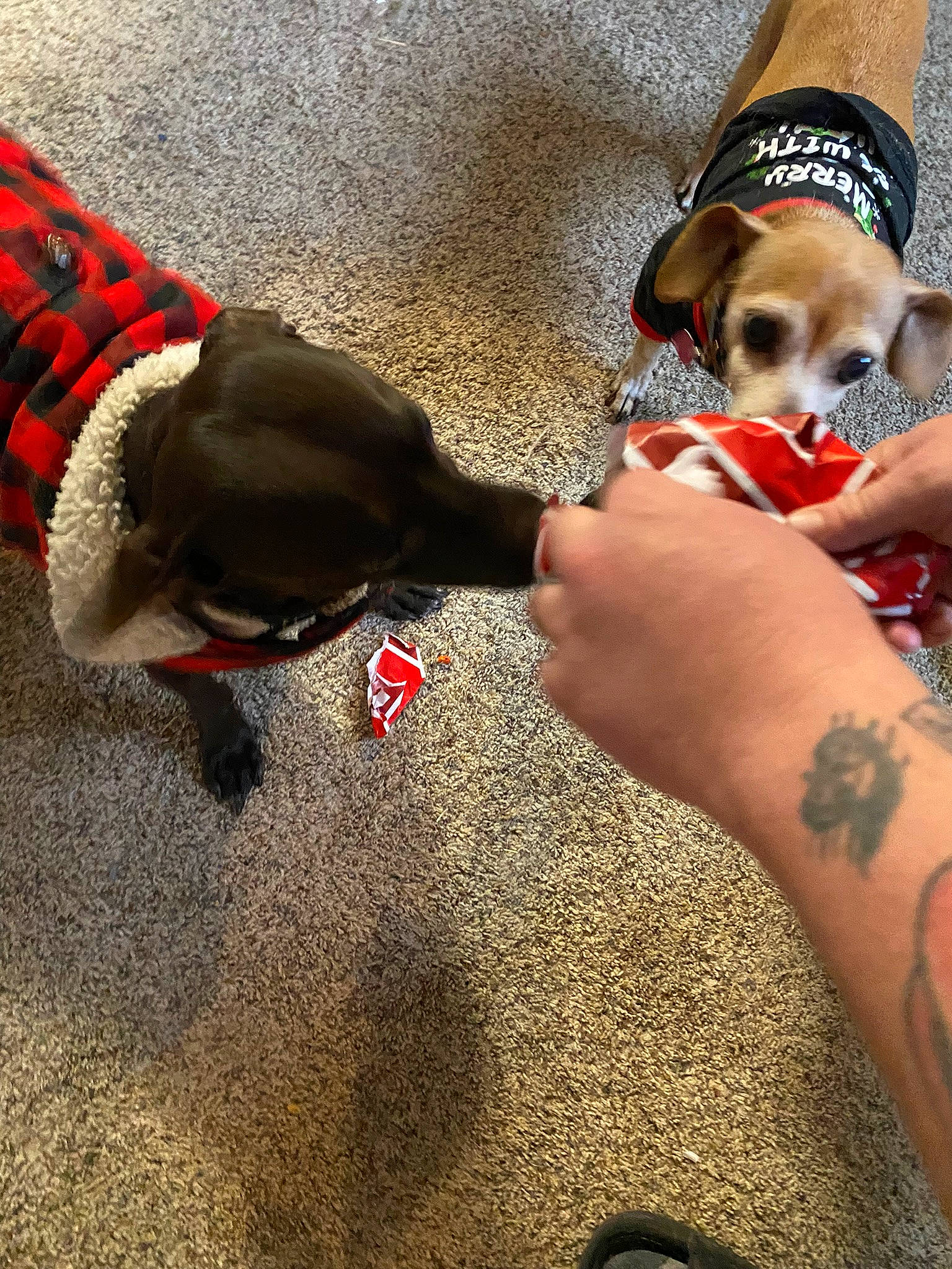 Mac is registered to the contest to win money with this photo: bag, carnivore, comfort, companion_dog, dog, dog_breed, eyewear, fashion_accessory, fawn, flooring, foot, fur, human_leg, nail, paw, snout, sporting_group, tail, working_animal, wrist